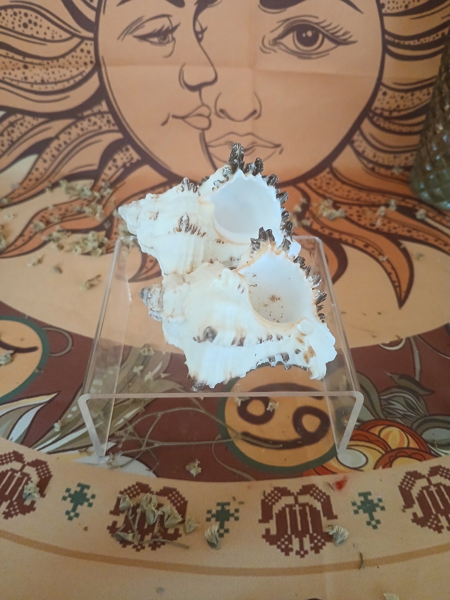 Coquillage Murex