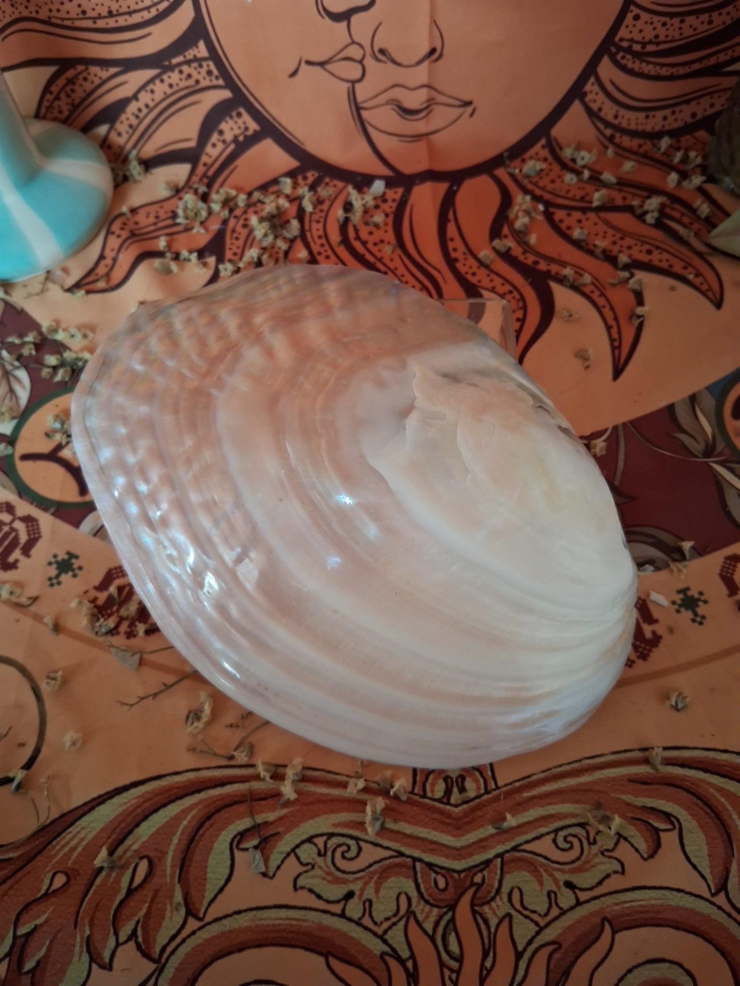 Coquille d’huître perlière rose gold