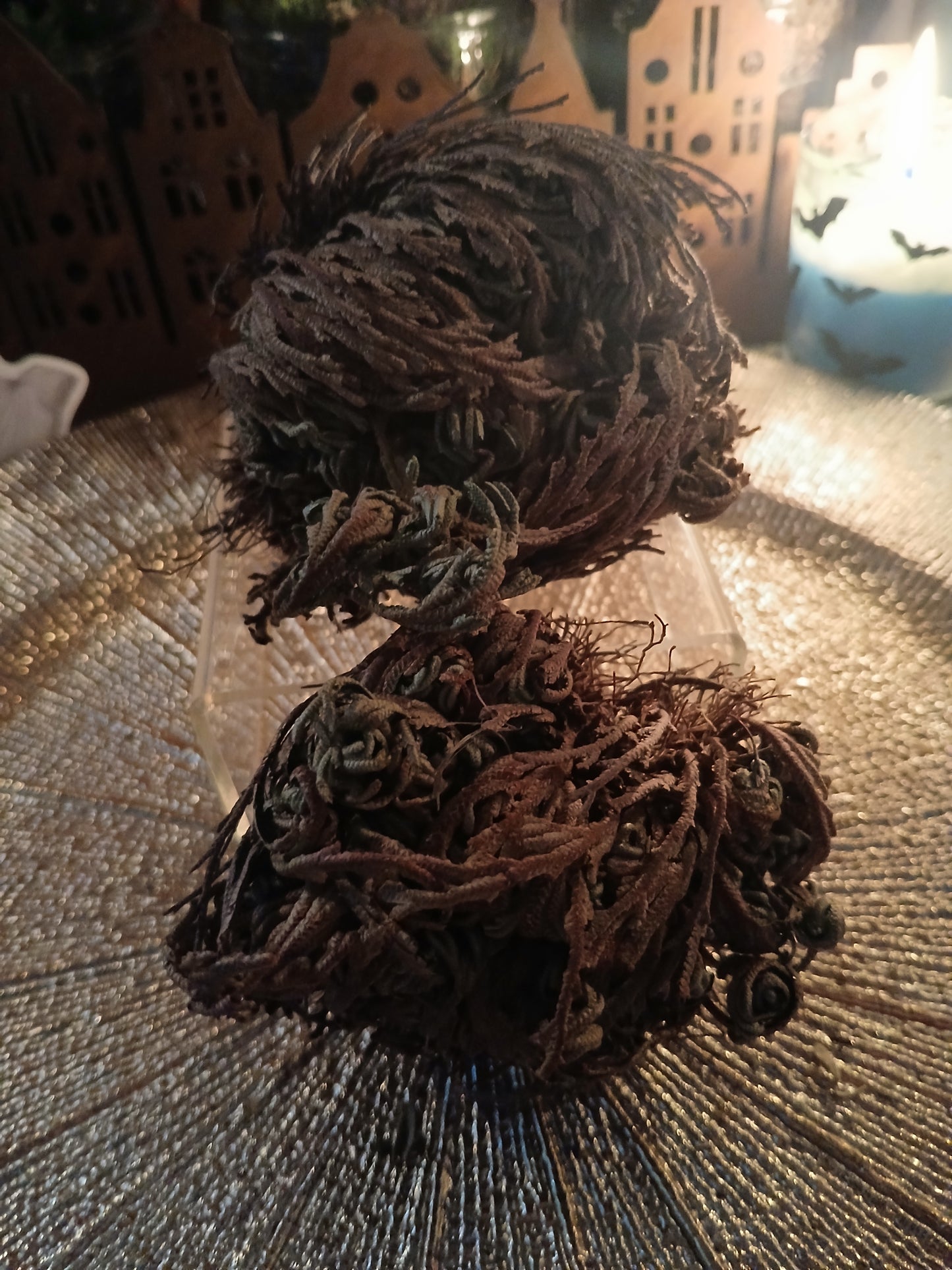 Rose de Jéricho (plante de la résurrection)