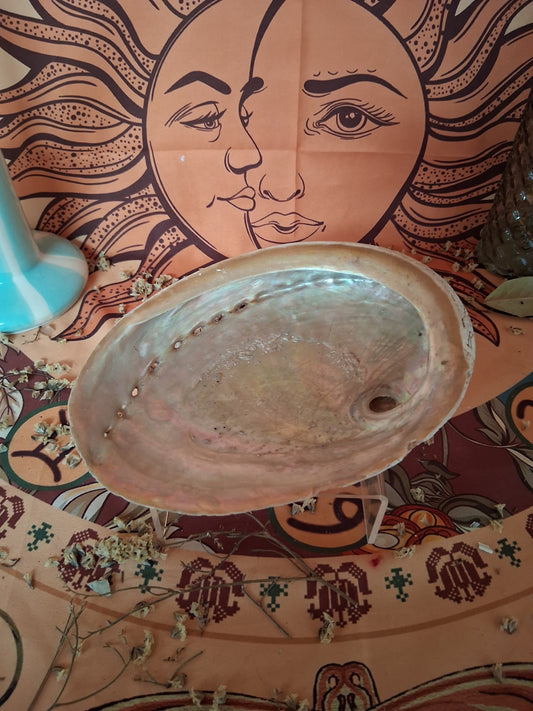 Abalone géante