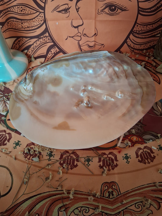 Coquille d’huître perlière rose gold