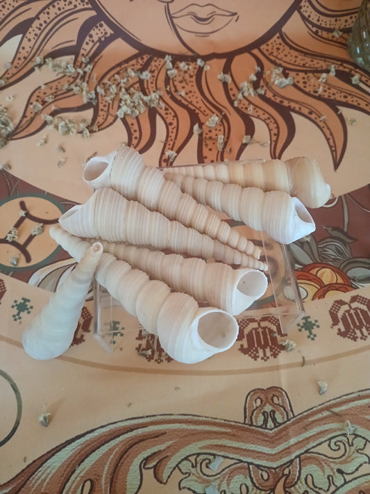 Turitella L