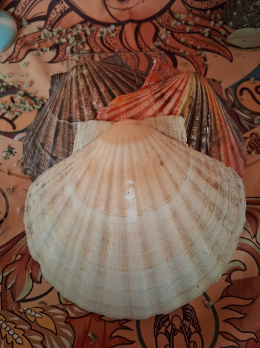 Coquille St Jacques random